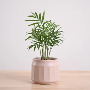 plant - 1