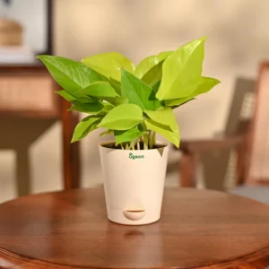 plant - 5