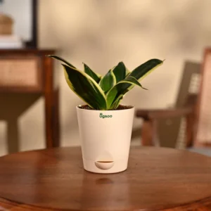 plant - 4