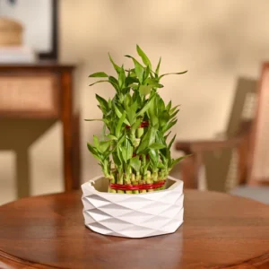 plant - 6