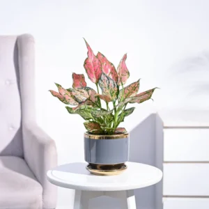 plant - 8