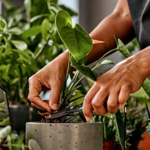 XL plants