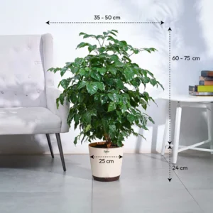 plant - 7