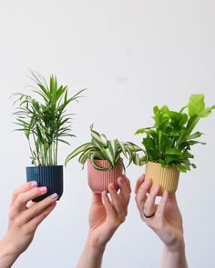 Plant Care