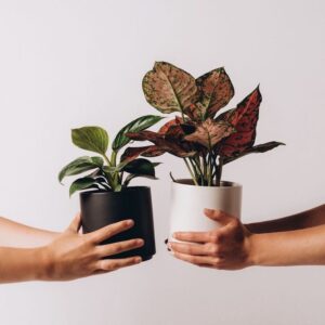 plant - 2