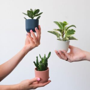Plant Stands